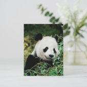 Niedlich Panda Foto Postcard Postkarte (Stehend Vorderseite)