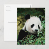 Niedlich Panda Foto Postcard Postkarte (Vorne/Hinten)