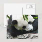 Niedlich Panda Postcard Postkarte (Vorne/Hinten)