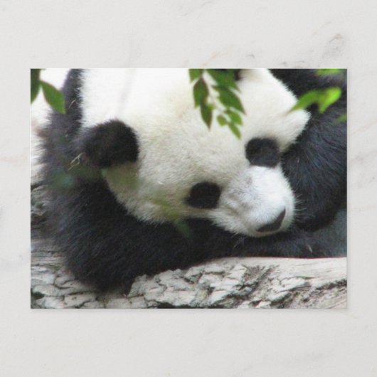 Niedlich Panda Postcard Postkarte (Vorderseite)
