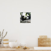 Niedlich Panda Poster (Küche)