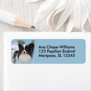 Niedlich Papillon Toy Spaniel Dog am Dock