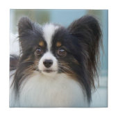 Niedlich Papillon Toy Spaniel Dog am Dock Fliese (Vorderseite)