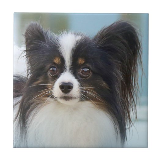 Niedlich Papillon Toy Spaniel Dog am Dock Fliese (Vorderseite)
