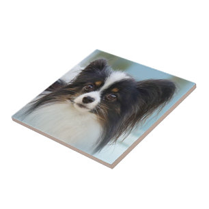 Niedlich Papillon Toy Spaniel Dog am Dock Fliese