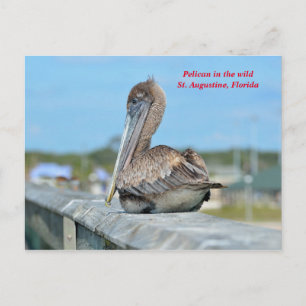 Niedlich Pelican Resing Postkarte