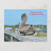 Niedlich Pelican Resing Postkarte (Vorderseite)