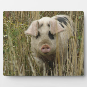 Niedlich Pig Plaque Fotoplatte