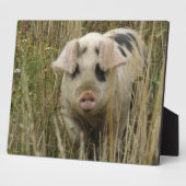 Niedlich Pig Plaque Fotoplatte (Seite)