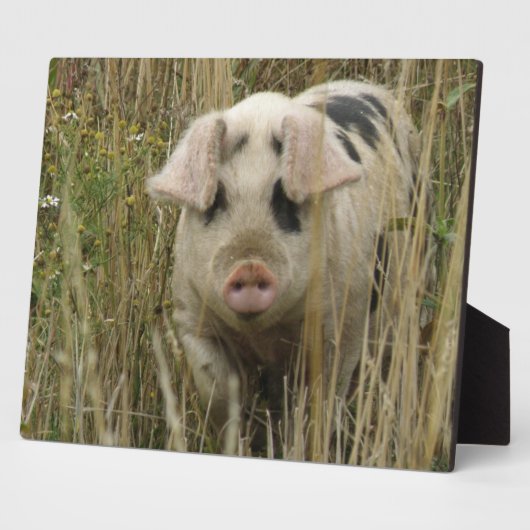 Niedlich Pig Plaque Fotoplatte (Seite)