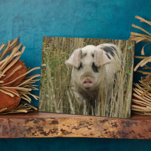 Niedlich Pig Plaque Fotoplatte (Seite)