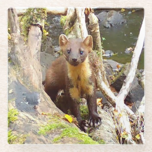Niedlich Pine Marten auf dem Fallbaum Glasuntersetzer (Vorderseite)