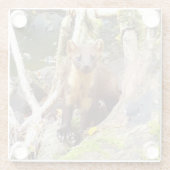 Niedlich Pine Marten auf dem Fallbaum Glasuntersetzer (Rückseite)