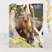 Niedlich Pine Marten auf dem Fallbaum Karte (Gelbe Blume)