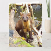 Niedlich Pine Marten auf dem Fallbaum Karte (Vorderseite)