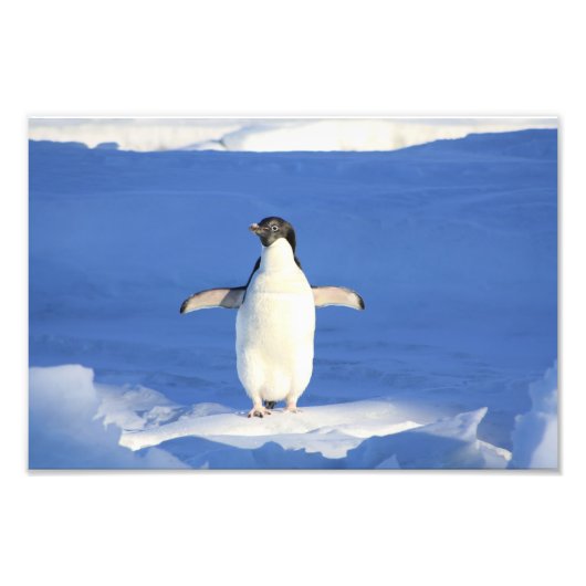 Niedlich Pinguin Fotodruck (Vorne)
