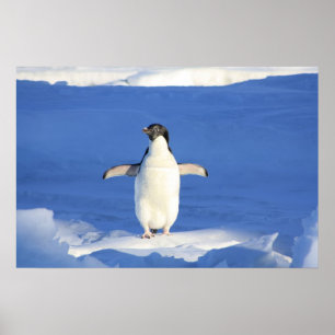 Niedlich Pinguin Poster