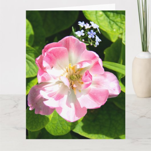 Niedlich-Pink-Tulpe Karte (Vorderseite)