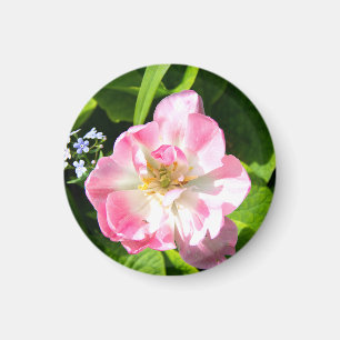 Niedlich-Pink-Tulpe Magnet