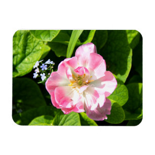Niedlich-Pink-Tulpe Magnet