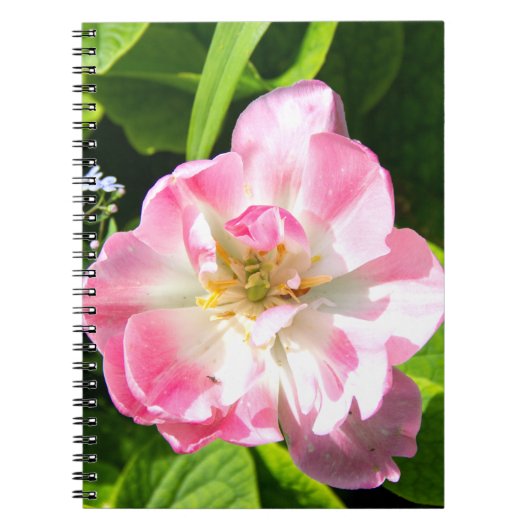 Niedlich-Pink-Tulpe Notizblock (Vorderseite)