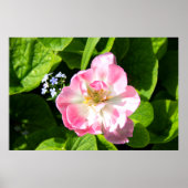 Niedlich-Pink-Tulpe Poster (Vorne)