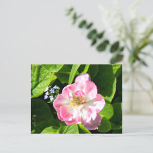 Niedlich-Pink-Tulpe Postkarte