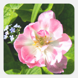Niedlich-Pink-Tulpe Quadratischer Aufkleber