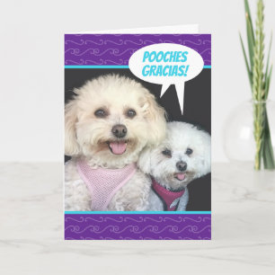 Niedlich Poochon Hunde - Pooches Gracias Vielen Da Karte