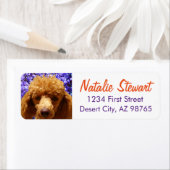 Niedlich Poodle (Insitu)