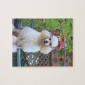 Niedlich Poodle Dog Jigsaw Puzzle (Horizontal)
