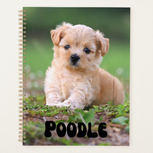 Niedlich Poodle Puppy Calendar Planer (Vorderseite)
