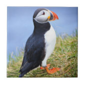 Niedlich Puffin Fliese (Vorderseite)