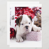 Niedlich Puppy English Bulldog | Weihnachten (Vorne/Hinten)
