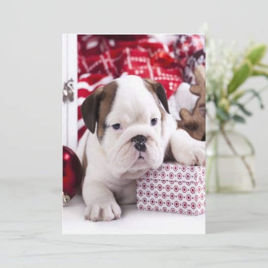 Niedlich Puppy English Bulldog | Weihnachten (Stehend Vorderseite)