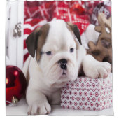Niedlich Puppy English Bulldog | Weihnachten Duschvorhang (Vorderseite)