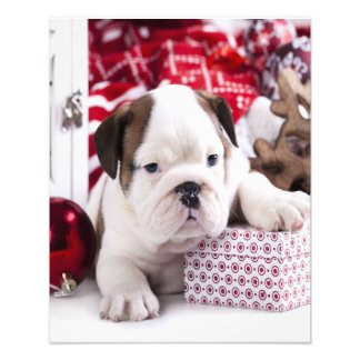 Niedlich Puppy English Bulldog | Weihnachten Fotodruck