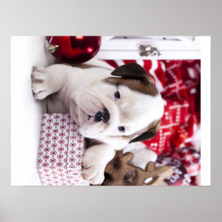 Niedlich Puppy English Bulldog | Weihnachten Poster