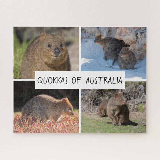 Niedlich Quokka Animal Wildlife Australia, 520 Stü Puzzle (Horizontal)
