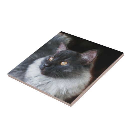 Niedlich Ragdoll Cat Kitten Rag Doll Kitty Cat Fot Fliese (Seite)