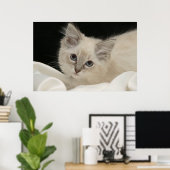 Niedlich Ragdoll kitten Poster (Heimbüro)