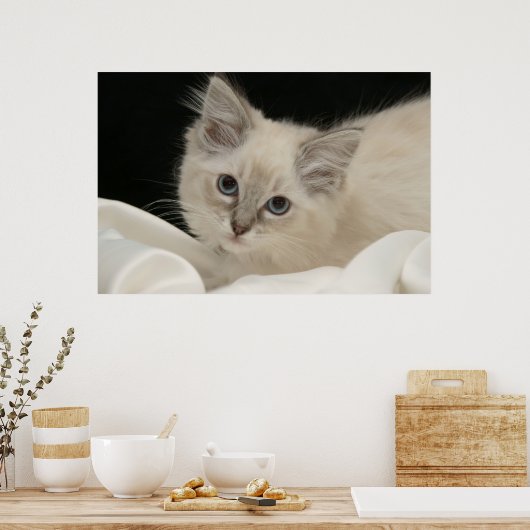 Niedlich Ragdoll kitten Poster (Küche)
