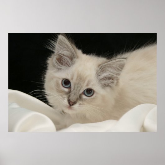 Niedlich Ragdoll kitten Poster (Vorne)