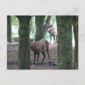Niedlich Red Deer DIY Postkarte (Vorderseite)