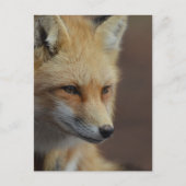 Niedlich Red Fox Postkarte (Vorderseite)