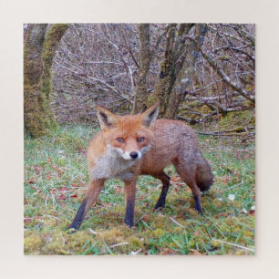 Niedlich Red Fox Puzzle