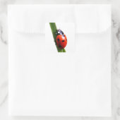 Niedlich Red Gepunktet Ladybug Quadratischer Aufkleber (Tasche)
