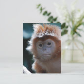 Niedlich Red Langur Monkey Postkarte (Stehend Vorderseite)