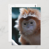 Niedlich Red Langur Monkey Postkarte (Vorne/Hinten)