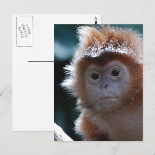 Niedlich Red Langur Monkey Postkarte (Vorne/Hinten)